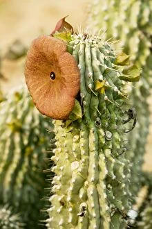 Images Dated 31st August 2009: Hoodia juttae, an asclepiad from Namaqualand, South Africa