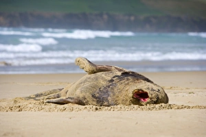 Hookers Sea Lion - adult male lying on sandy beach yawning and basking in the sun Hookers Sea Lion - adult male lying on sandy beach yawning and basking in the sun