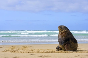 Hookers Sea Lion - male adult on sandy beach basking in the sun Hookers Sea Lion - male adult on sandy beach basking in the sun