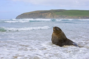 Hookers Sea Lion - proud male adult at beach basking while surrounded by waves of Hookers Sea Lion - proud male adult at beach basking while surrounded by waves of