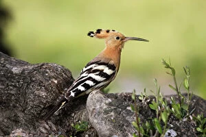 Images Dated 5th April 2007: Hoopoe. Caceres - Extramadura - Spain