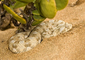 Horned Adder - In its Dune Environment - With blue grey markings Horned Adder - In its Dune Environment - With blue grey markings