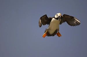 Horned Puffin - In flight with food in beak Horned Puffin - In flight with food in beak