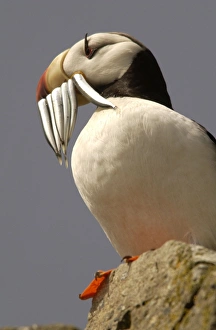 Horned Puffin - With food in beak Horned Puffin - With food in beak