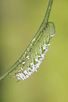 Images Dated 4th September 2004: Hornworm - with wasp cocoons