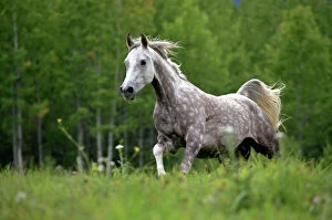 Meadow Gallery: Horse - Arabian gray dapple galloping in meadow