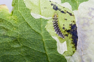 Horse Chestnut Leaf - Miner Grub exposed Horse Chestnut Leaf - Miner Grub exposed