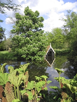 Horse Chestnut Tree - In flower, by pool and boat house. Gunnera in foreground Horse Chestnut Tree - In flower, by pool and boat house. Gunnera in foreground