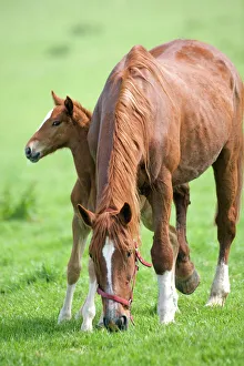 Horse - with foal grazing in field Horse - with foal grazing in field