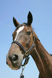 Horse head. Nostril Horse head. Nostril