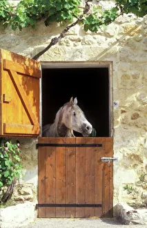 Horse - looking over stable door Horse - looking over stable door
