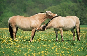 HORSE - Norwegian Fjord pony, two grooming
