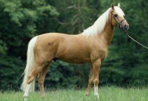 Horse - Palomino Pony in field Horse - Palomino Pony in field