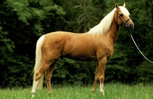Pony Collection: Horse - Palomino pony on rein JPF18125