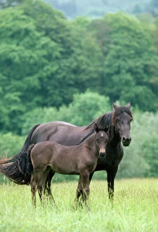 Pony Collection: Horse - Welsh Cob Pony