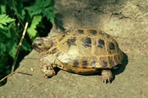Reptile Collection: Horsefield's Tortoise