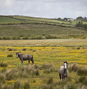 Marilyn Gallery: Two horses in a field of yellow wildflowers