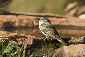 Horsfield's Bronze-Cuckoo - coming to drink at a garden pool in Finke Horsfield's Bronze-Cuckoo - coming to drink at a garden pool in Finke