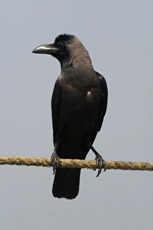 House Crow - A widespread resident of India particularly around human habitation House Crow - A widespread resident of India particularly around human habitation