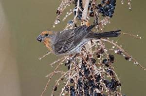 House Finch - male with abnormal colouring in its plumage - feeding House Finch - male with abnormal colouring in its plumage - feeding