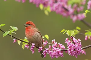 House Finch - male in redbud tree, spring House Finch - male in redbud tree, spring