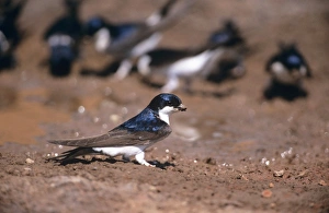 House MARTIN - Collecting mud to build nest House MARTIN - Collecting mud to build nest