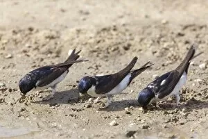 House Martins - collecting mud for nest building from a roadside puddle