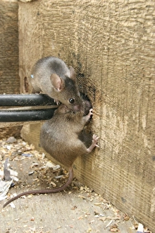 House Mouse - Two chewing hole by electrical cables House Mouse - Two chewing hole by electrical cables