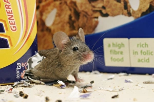 House Mouse - Exits hole in cereal packet House Mouse - Exits hole in cereal packet