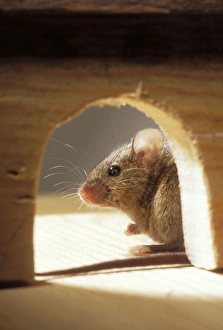 House MOUSE - by hole in skirting board House MOUSE - by hole in skirting board