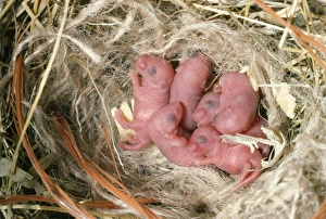 House MOUSE - litter of new born mice House MOUSE - litter of new born mice