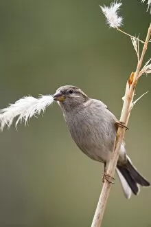 House Sparrow - female collecting pampas grass