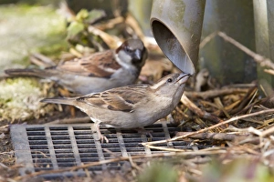 House Sparrow - female drinking from guttering House Sparrow - female drinking from guttering
