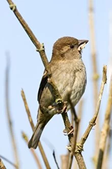 House Sparrow - Female - with Nesting Material