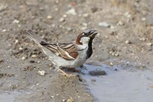 House Sparrow - male drinking from puddle