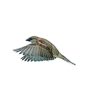 House Sparrow - Male in flight, wings down, side view House Sparrow - Male in flight, wings down, side view