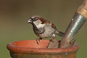 House Sparrow - male on garden plant pot House Sparrow - male on garden plant pot
