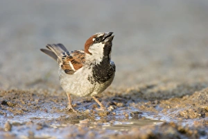 House Sparrow - Male taking a drink from a shallow puddle House Sparrow - Male taking a drink from a shallow puddle