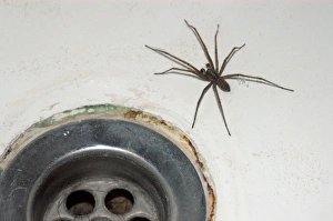 House Spider - commonly found coming out of bath plugholes House Spider - commonly found coming out of bath plugholes