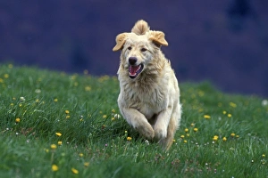 Hovawart Dog - Running in meadow Hovawart Dog - Running in meadow