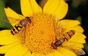 Hoverflies (and Episyrphus balteatus) on Corn Marigold flower Hoverflies (and Episyrphus balteatus) on Corn Marigold flower