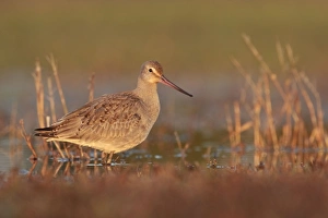 Hudsonian Godwit - first winter Non-breeding plumage Hudsonian Godwit - first winter Non-breeding plumage