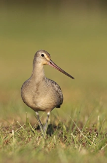 Sandpipers Gallery: Hudsonian Godwit Collection