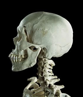 Vertebrae Gallery: Human skeleton - body structure - skull and Vertebrae