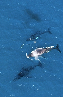 Humpback Whale - aerial view with Bottlenose dolphin Humpback Whale - aerial view with Bottlenose dolphin