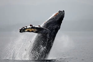 Images Dated 22nd August 2008: Humpback Whale - Breaching