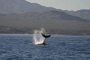 Marine Animals Gallery: Humpback Whale - fluking
