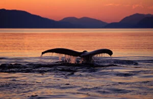Humpback Whale - tail at sunset