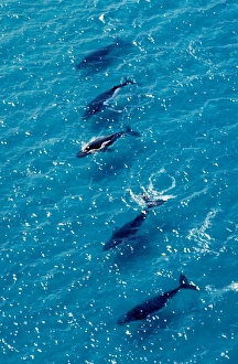 Humpback Whales - Aerial view of migrating pod Humpback Whales - Aerial view of migrating pod