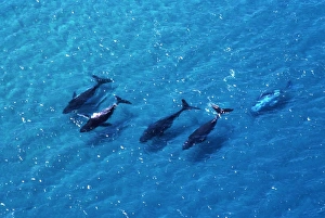 HUMPBACK WHALES - five migrating in shallow water HUMPBACK WHALES - five migrating in shallow water